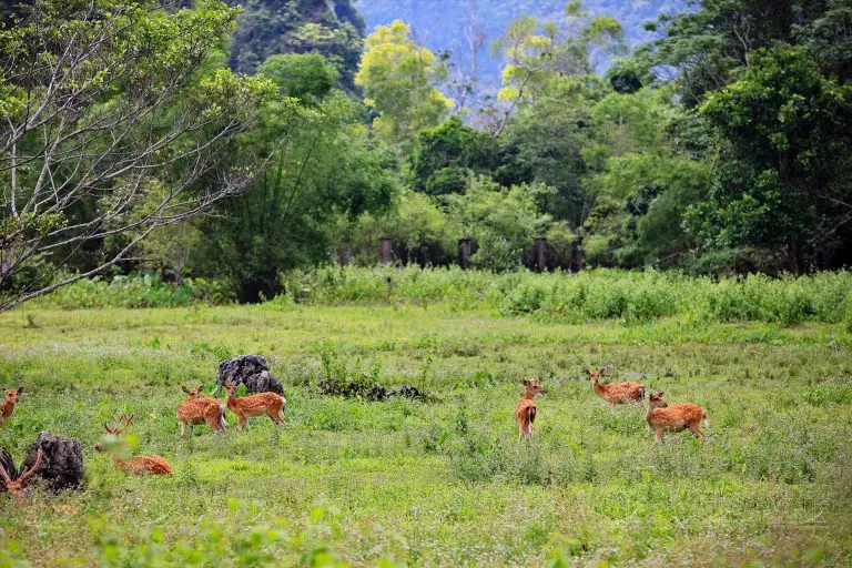 Cat Ba National Park
