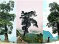 ironwood-lonely-tree