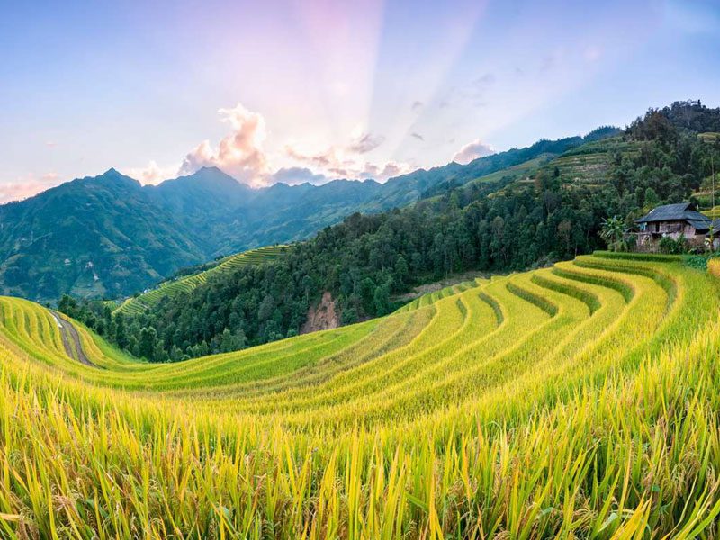 Rice Terraced Fields