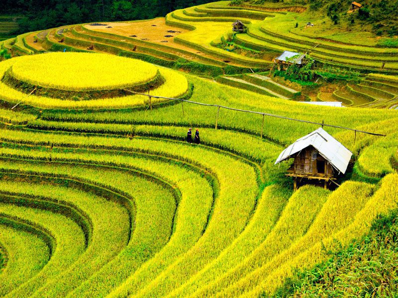 Rice Terraced Fields