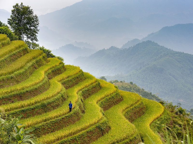Rice Terraced Fields