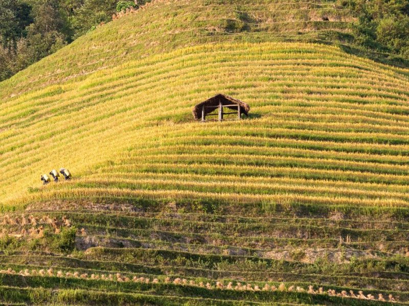 Phung Village (Ban Phung) Ha Giang