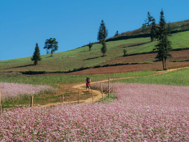 Suoi Thau Steppe 