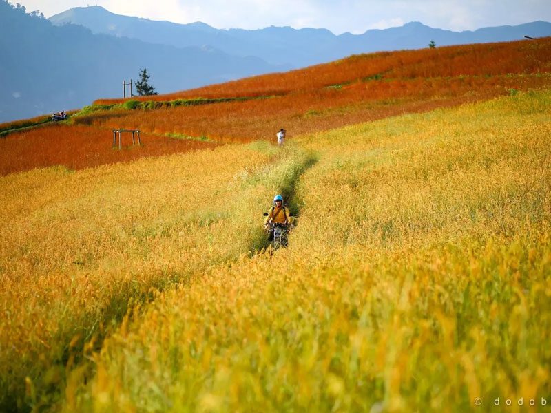 Suoi Thau Steppe 