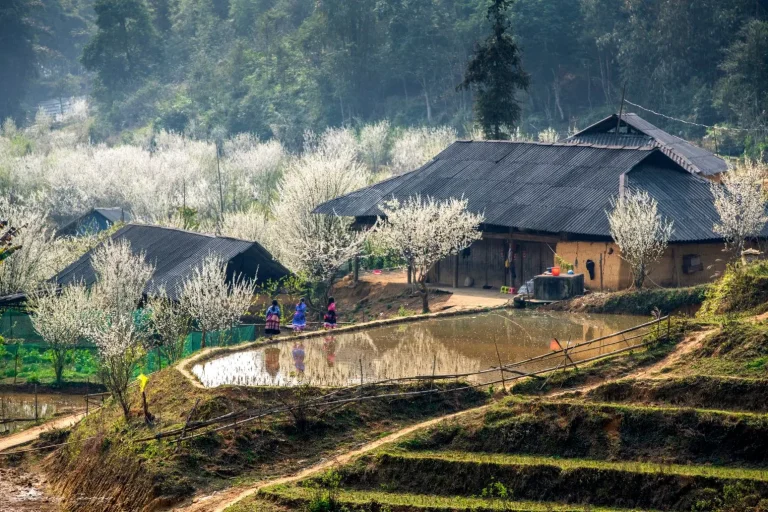 ta van village,ta van village entrance fee,ta van village homestay,ta van village trek,ta van village tour,ta van village sapa vietnam,ta van village weather