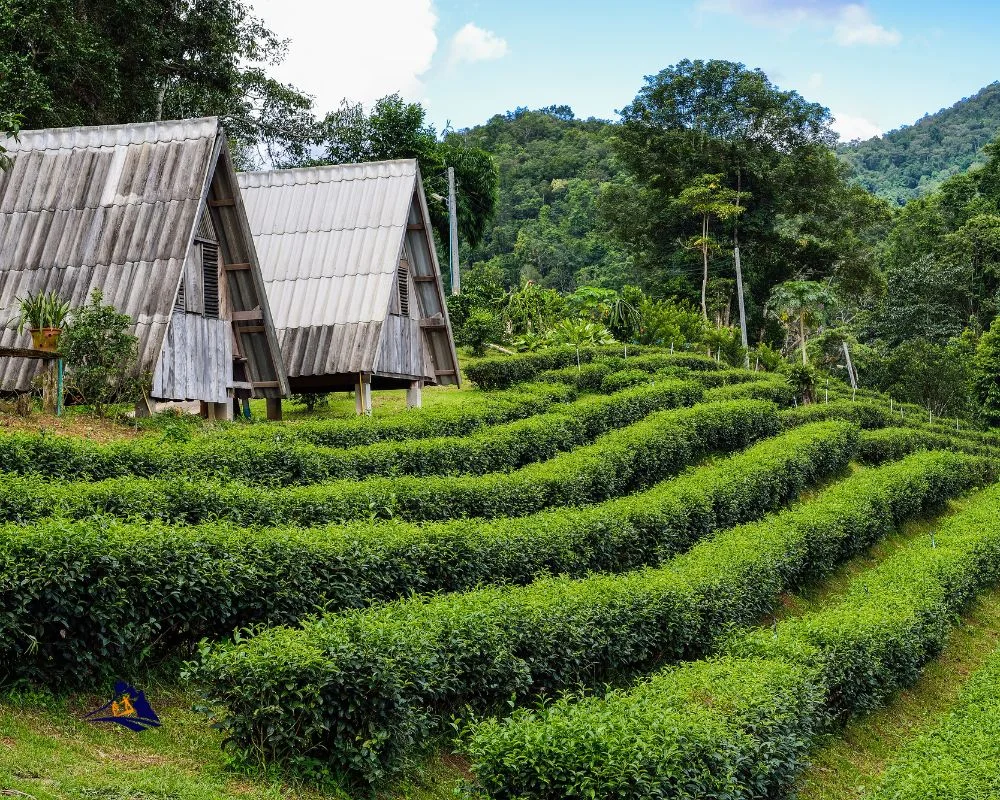 Tips for Choosing the Right Homestay Ha Giang Loop Homestays