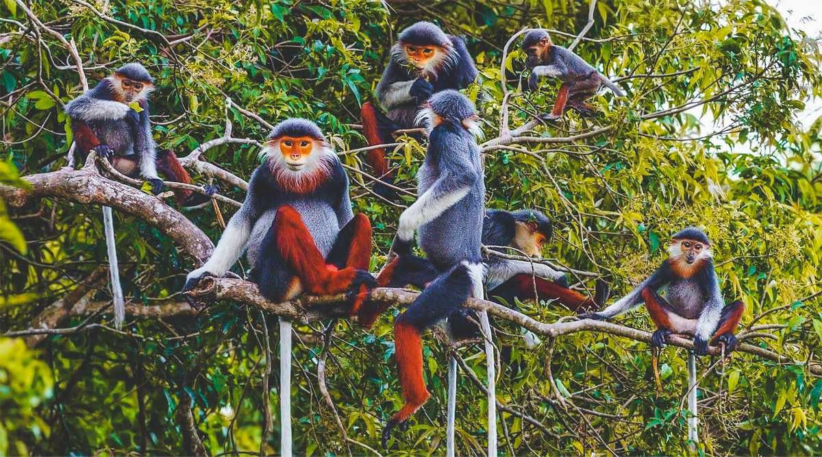 What are the main attractions of Cuc Phuong National Park? park